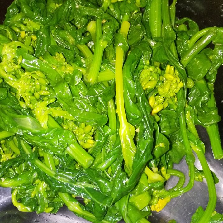 春のお弁当に!菜の花のワサビ和え